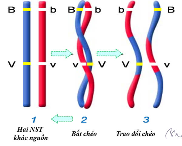 biến dị tổ hợp là gì